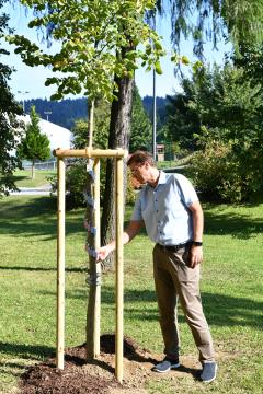 župan dr. Tomaž Rožen je zasadil spominsko lipo z vsemi imeni novorojenčkov